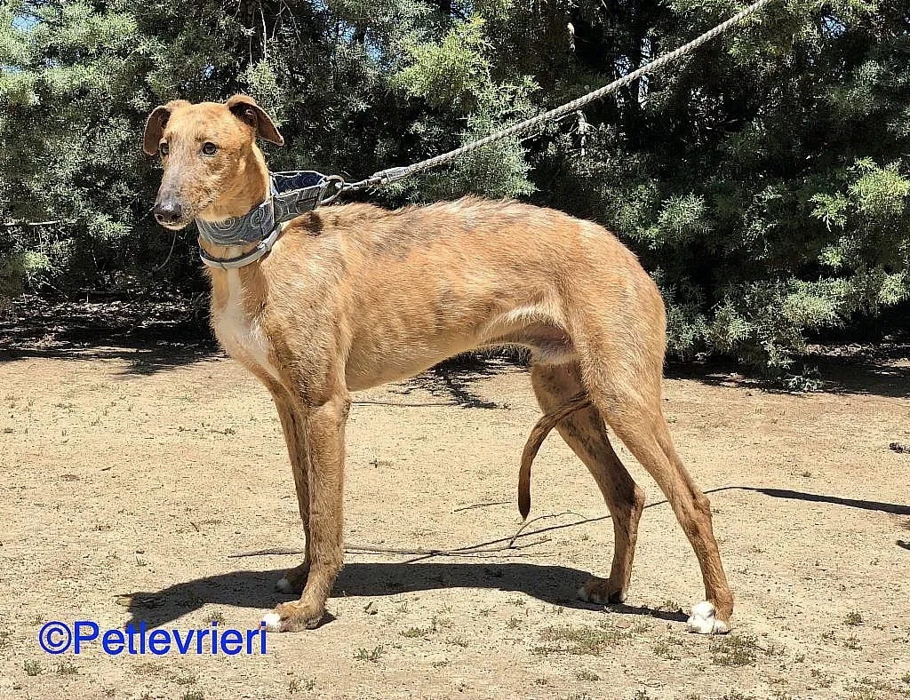 Ali adozione levrieri galgo 06