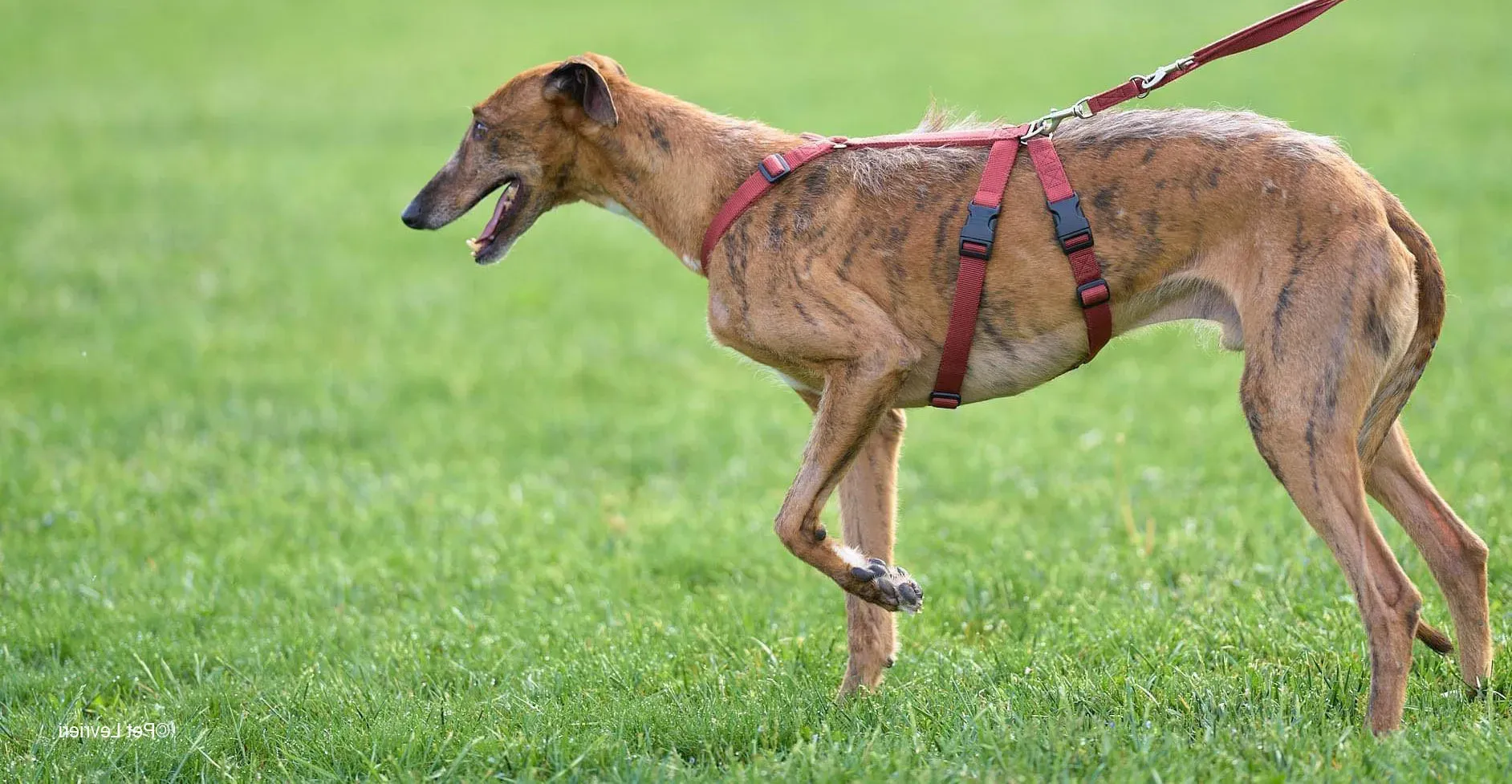 Ali Galgo ruvido tigratoto adozione levrieri foster cane arrivo 1 e1663532185430