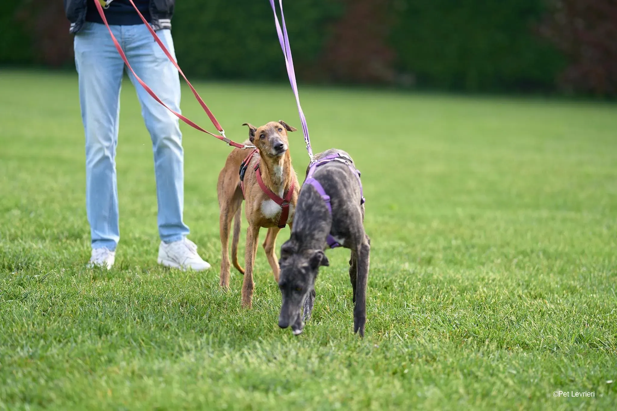 Ali Galgo ruvido tigratoto adozione levrieri foster cane arrivo 3