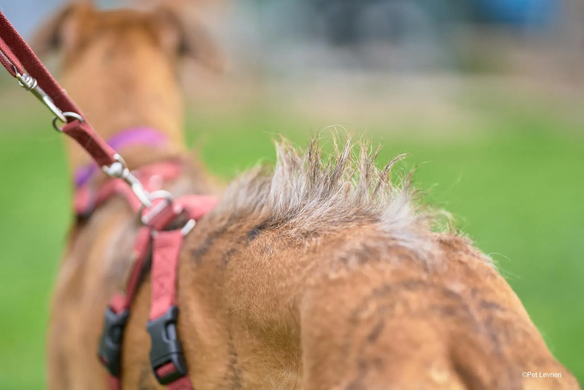 Ali Galgo ruvido tigratoto adozione levrieri foster cane arrivo 4