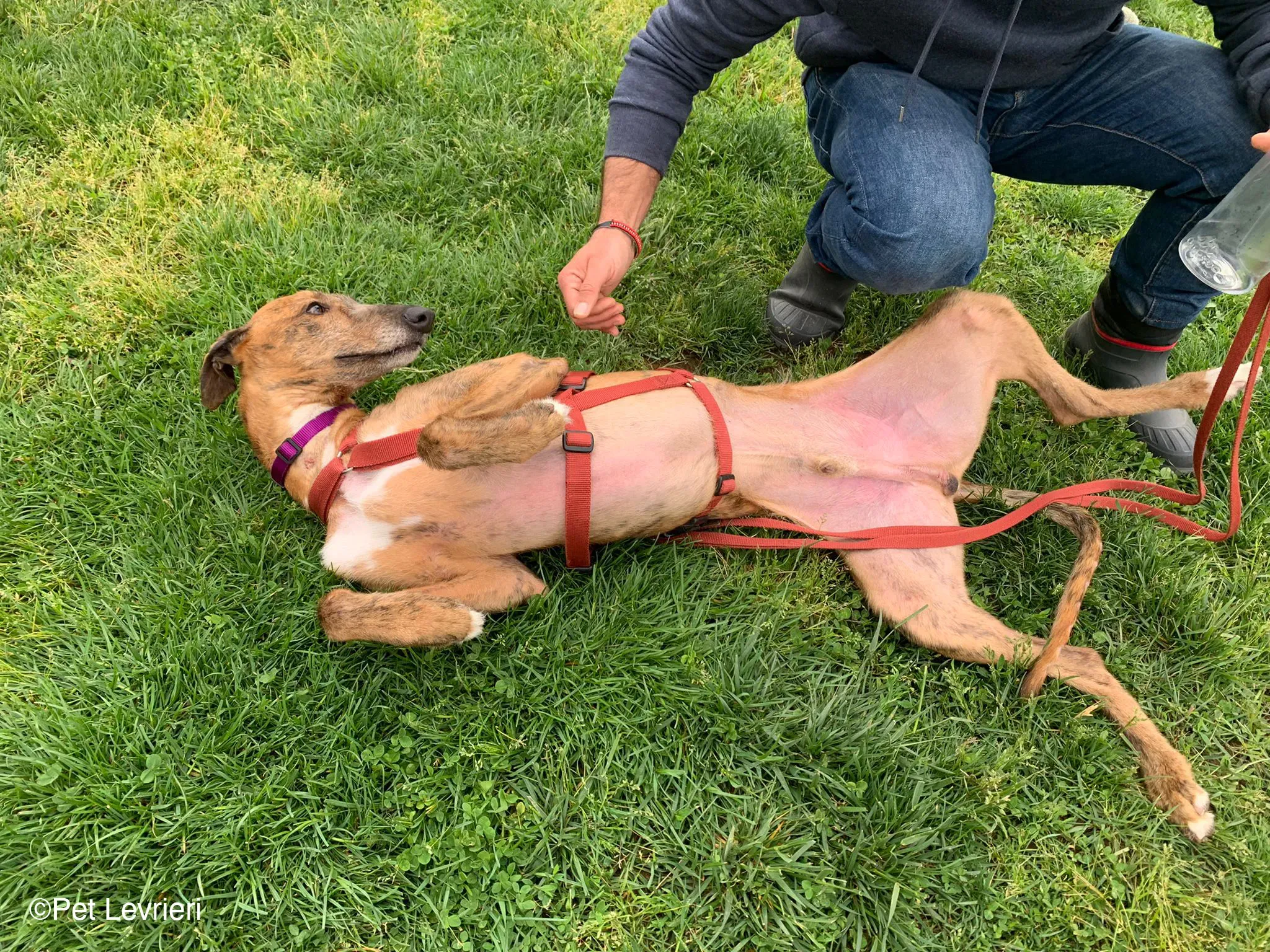 Ali Galgo ruvido tigratoto adozione levrieri foster cane arrivo 5