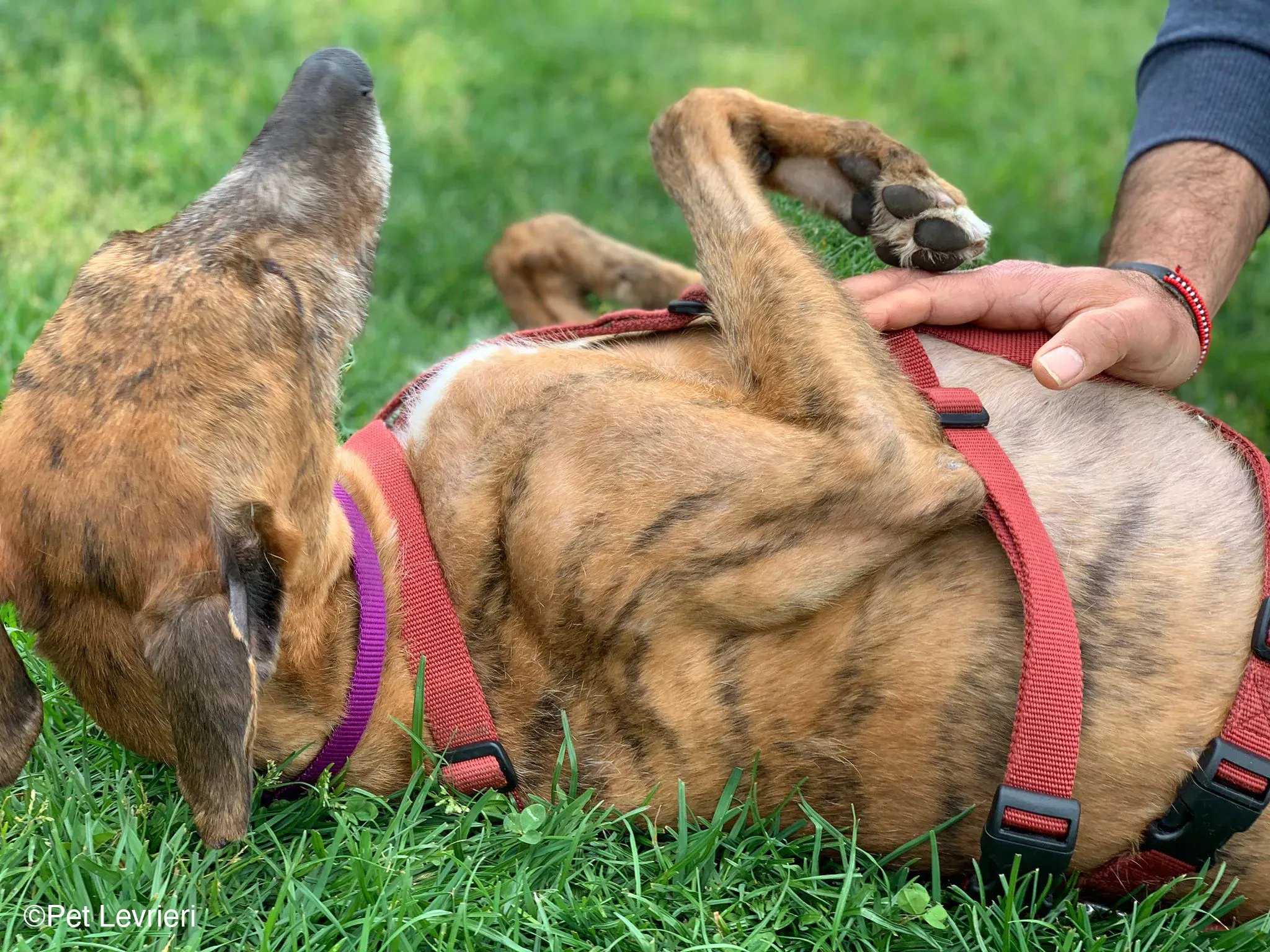 Ali Galgo ruvido tigratoto adozione levrieri foster cane arrivo 6