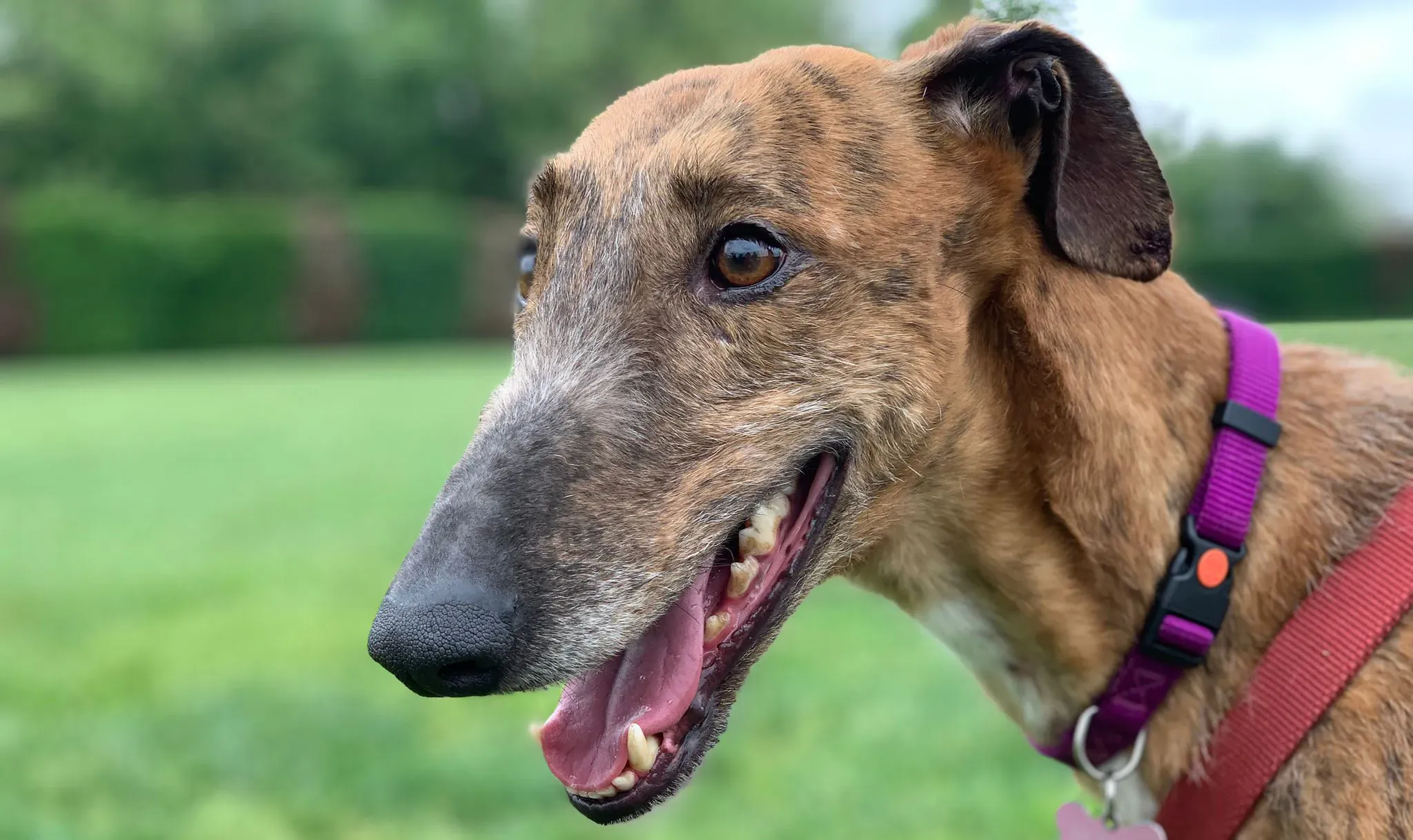 Ali Galgo ruvido tigratoto adozione levrieri foster cane arrivo 7 e1663531805663