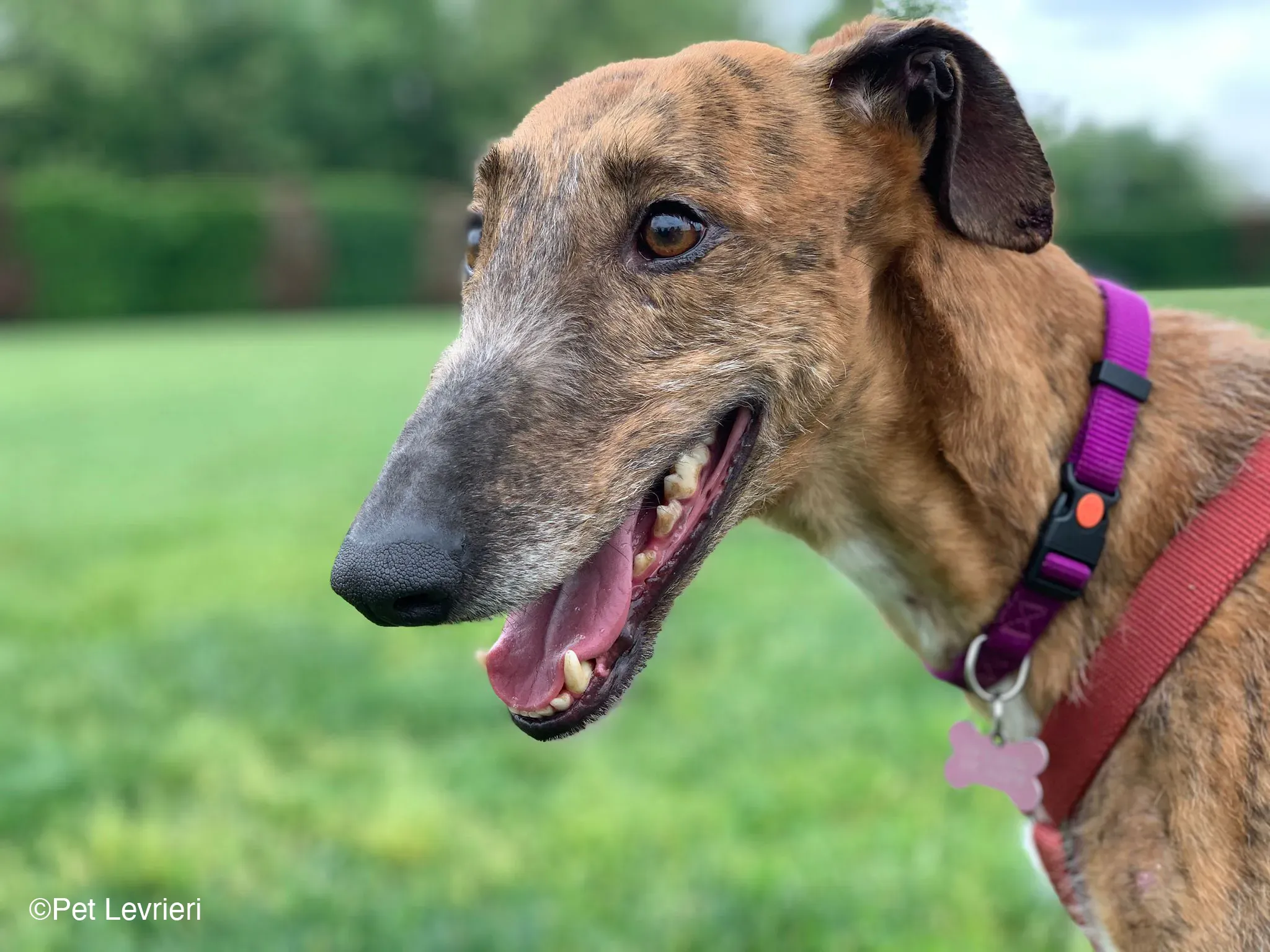 Ali Galgo ruvido tigratoto adozione levrieri foster cane arrivo 7