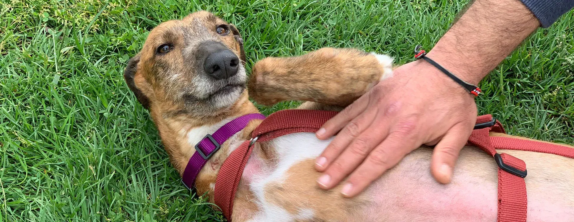 Ali Galgo ruvido tigratoto adozione levrieri foster cane arrivo 8 e1663531710585