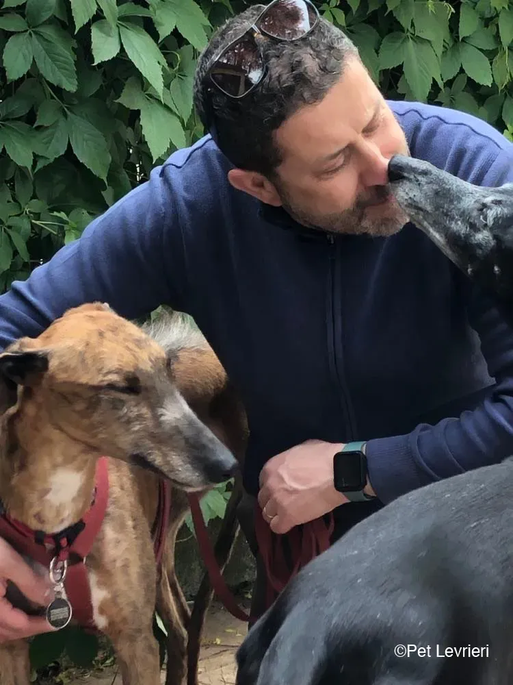 Ali Galgo ruvido tigratoto adozione levrieri foster cane fosterhome 1