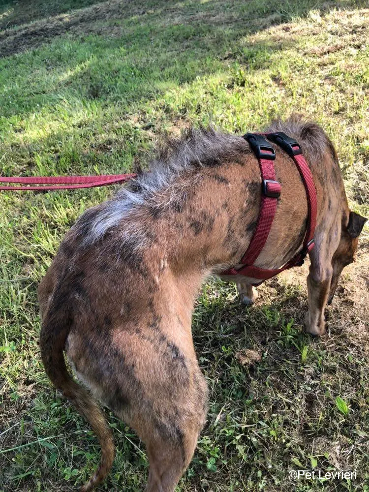 Ali Galgo ruvido tigratoto adozione levrieri foster cane fosterhome 10