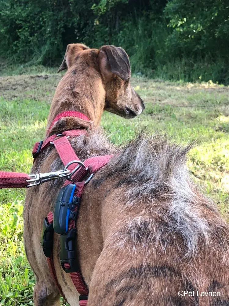 Ali Galgo ruvido tigratoto adozione levrieri foster cane fosterhome 11