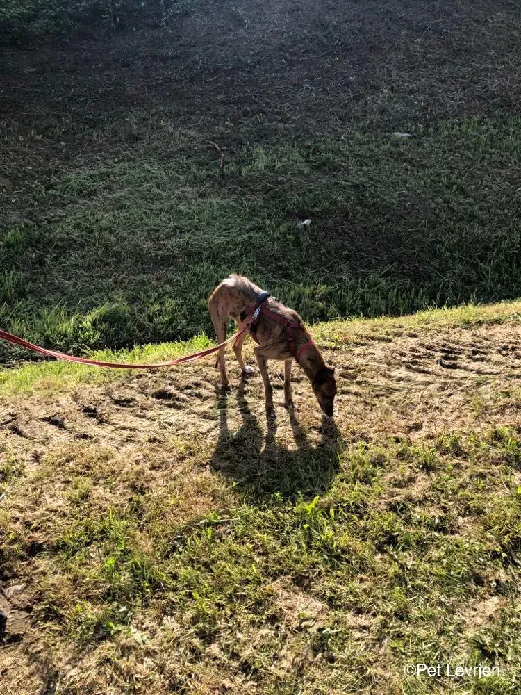 Ali Galgo ruvido tigratoto adozione levrieri foster cane fosterhome 12