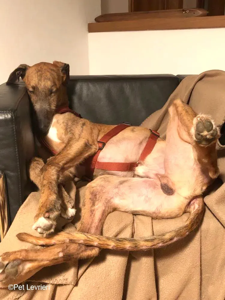Ali Galgo ruvido tigratoto adozione levrieri foster cane fosterhome 14