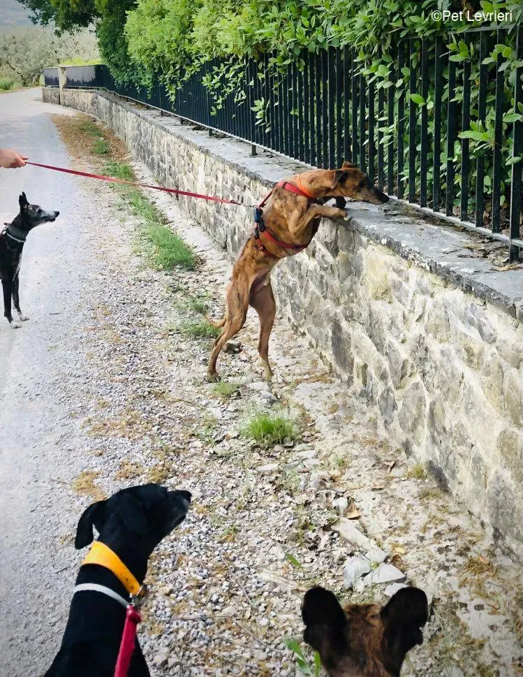 Ali Galgo ruvido tigratoto adozione levrieri foster cane fosterhome 15