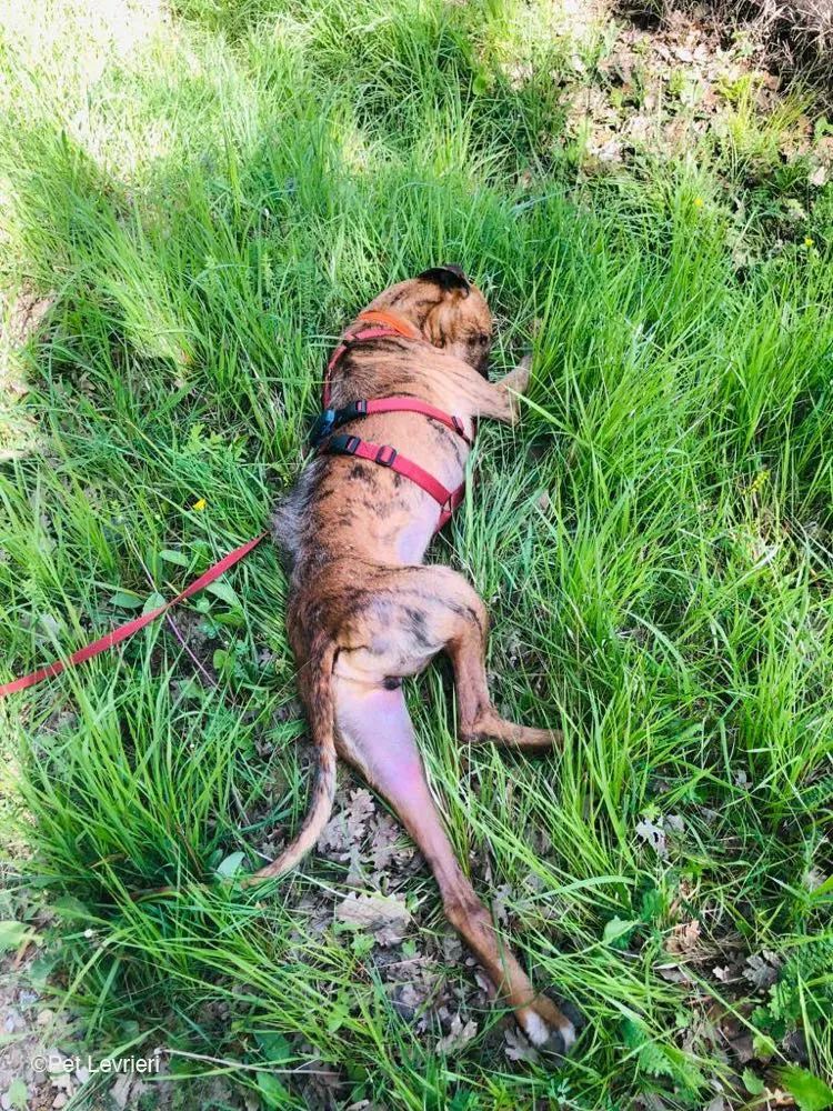 Ali Galgo ruvido tigratoto adozione levrieri foster cane fosterhome 16