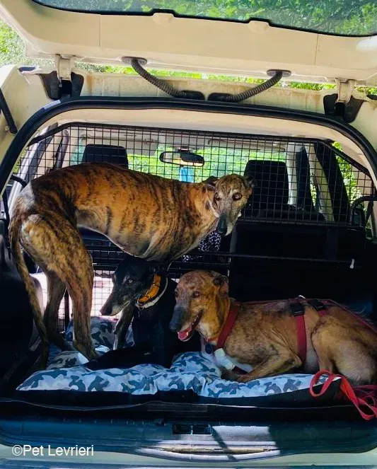Ali Galgo ruvido tigratoto adozione levrieri foster cane fosterhome 17