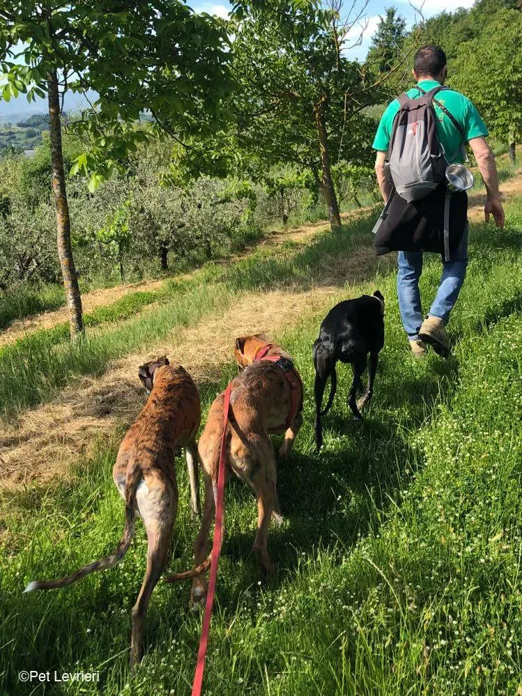 Ali Galgo ruvido tigratoto adozione levrieri foster cane fosterhome 18