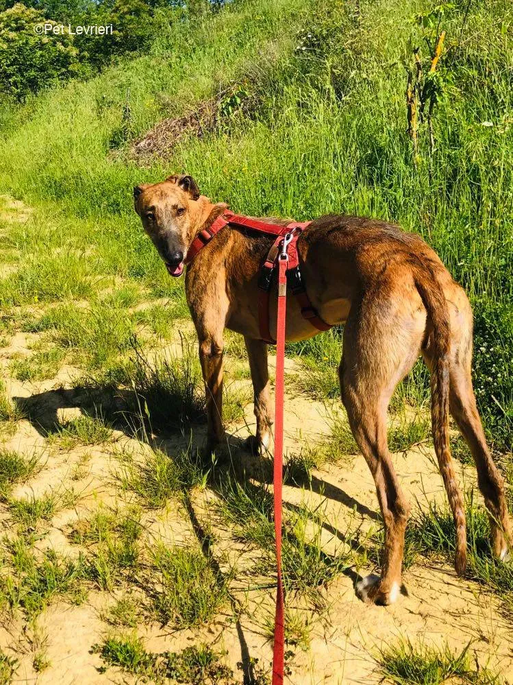 Ali Galgo ruvido tigratoto adozione levrieri foster cane fosterhome 19