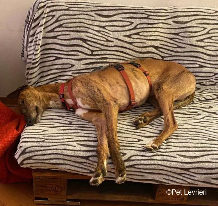Ali Galgo ruvido tigratoto adozione levrieri foster cane fosterhome 2