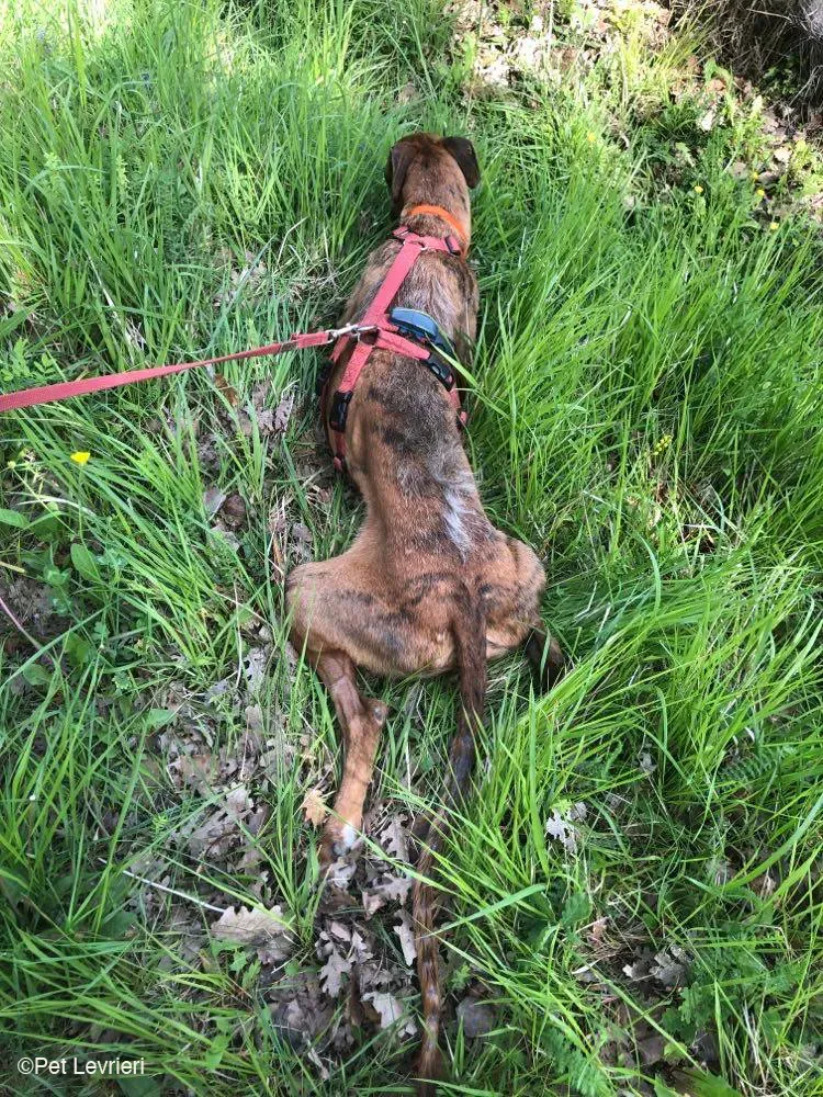 Ali Galgo ruvido tigratoto adozione levrieri foster cane fosterhome 20