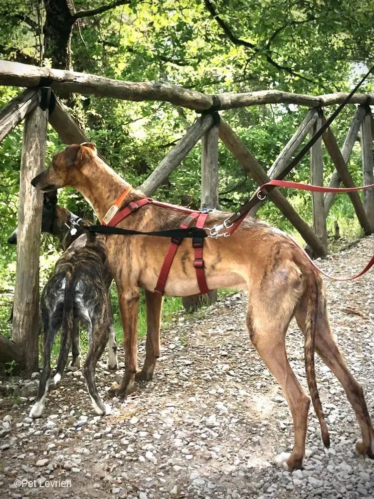 Ali Galgo ruvido tigratoto adozione levrieri foster cane fosterhome 21