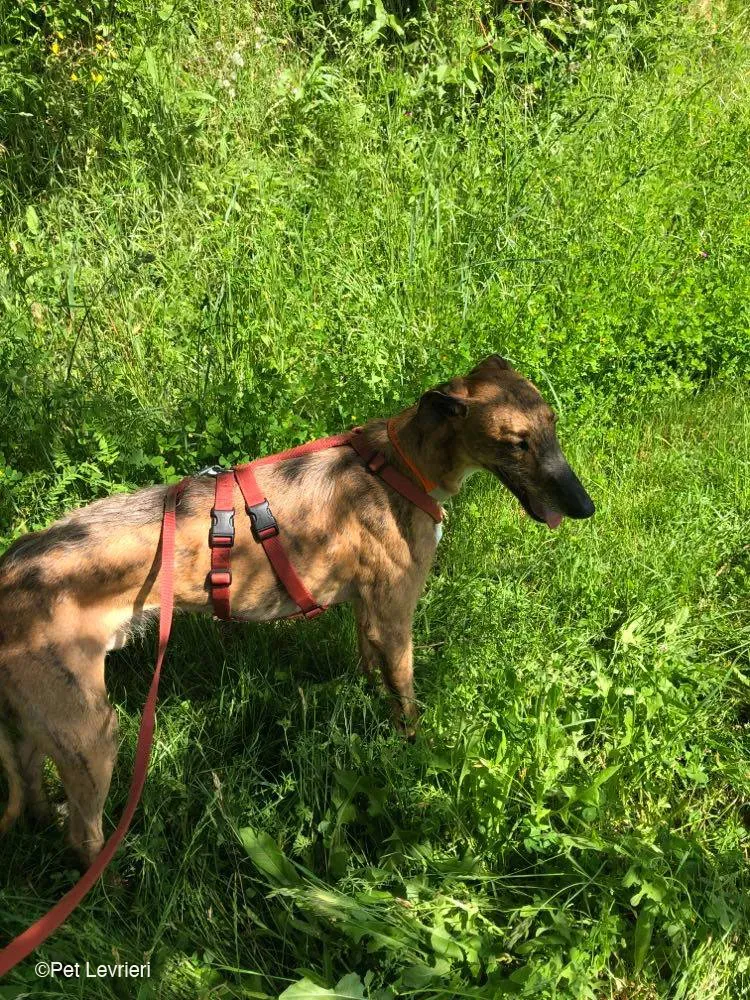Ali Galgo ruvido tigratoto adozione levrieri foster cane fosterhome 22