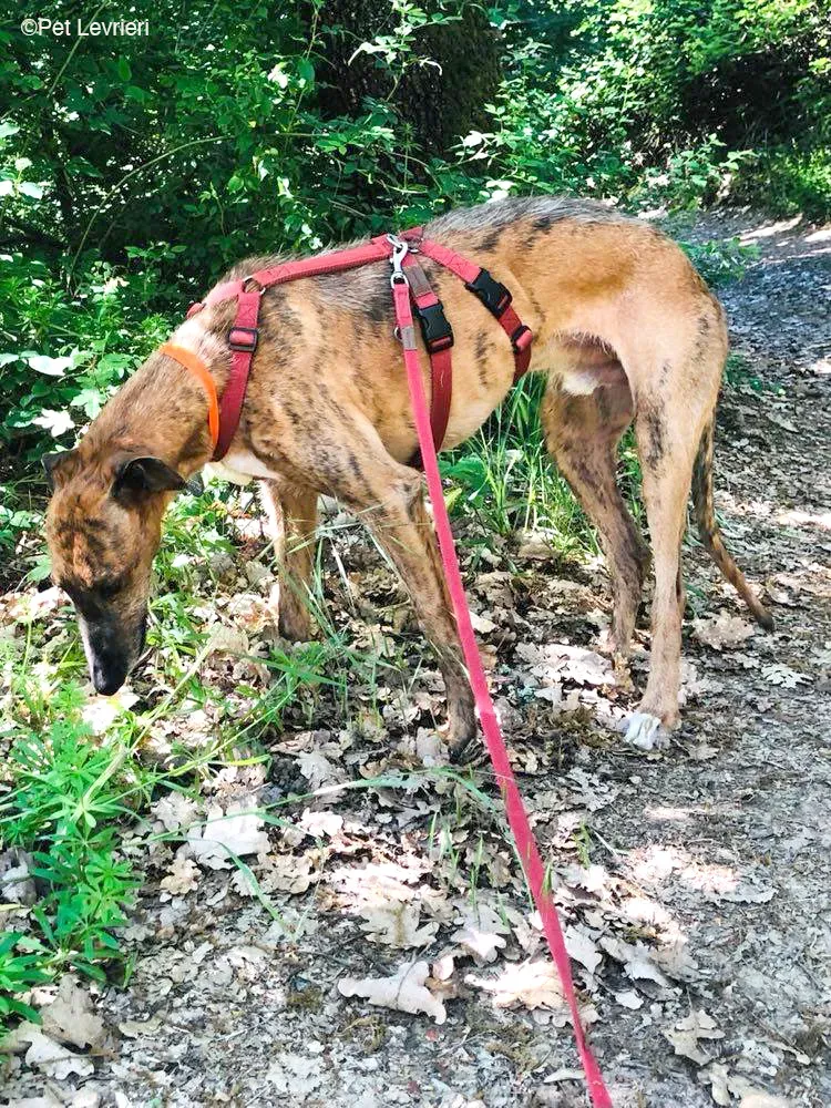 Ali Galgo ruvido tigratoto adozione levrieri foster cane fosterhome 23