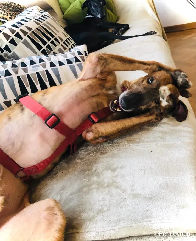 Ali Galgo ruvido tigratoto adozione levrieri foster cane fosterhome 3