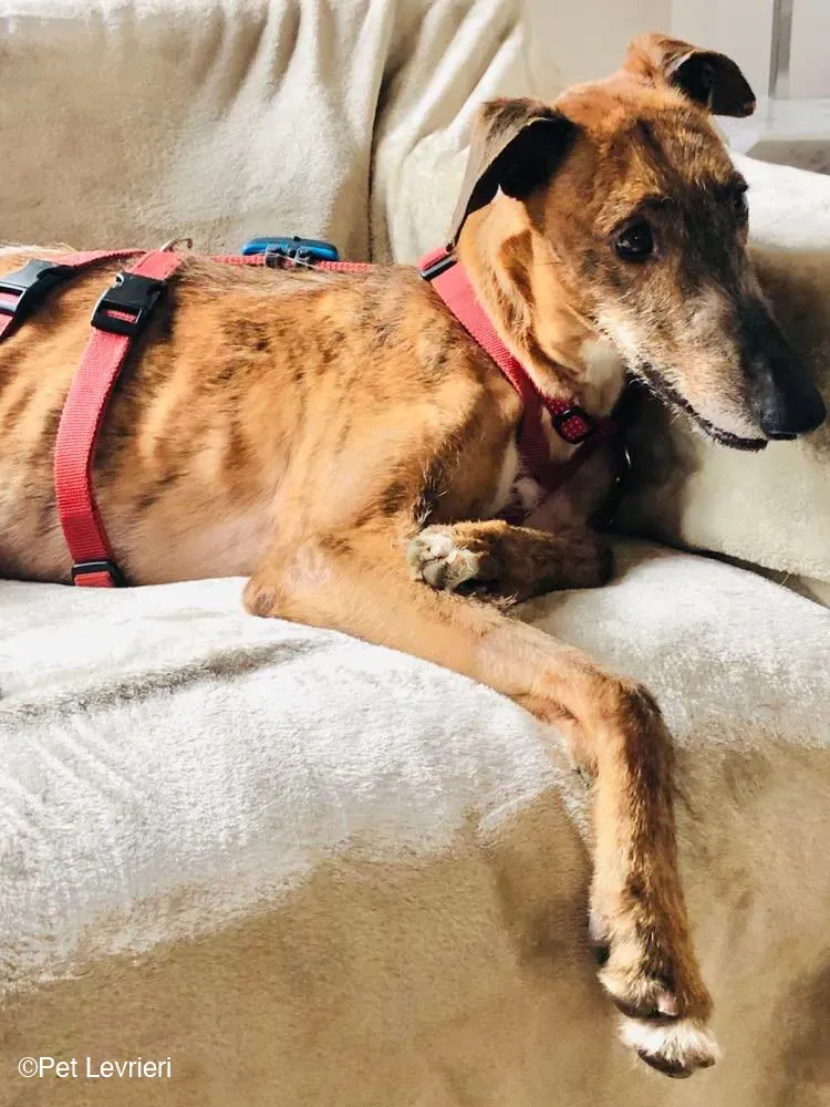 Ali Galgo ruvido tigratoto adozione levrieri foster cane fosterhome 4