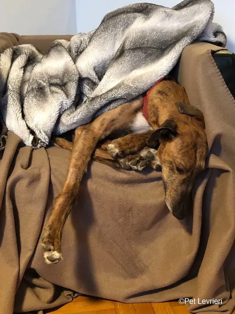 Ali Galgo ruvido tigratoto adozione levrieri foster cane fosterhome 5