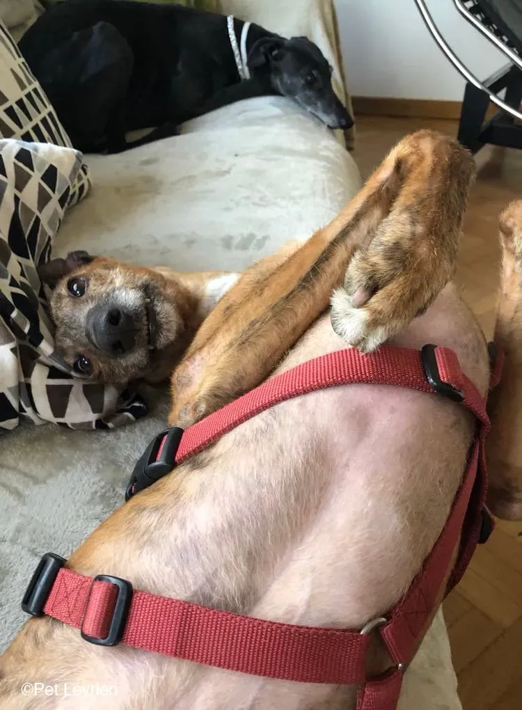 Ali Galgo ruvido tigratoto adozione levrieri foster cane fosterhome 6