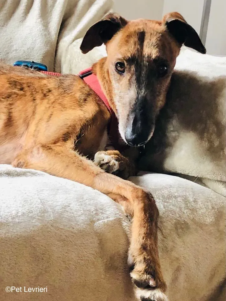 Ali Galgo ruvido tigratoto adozione levrieri foster cane fosterhome 7