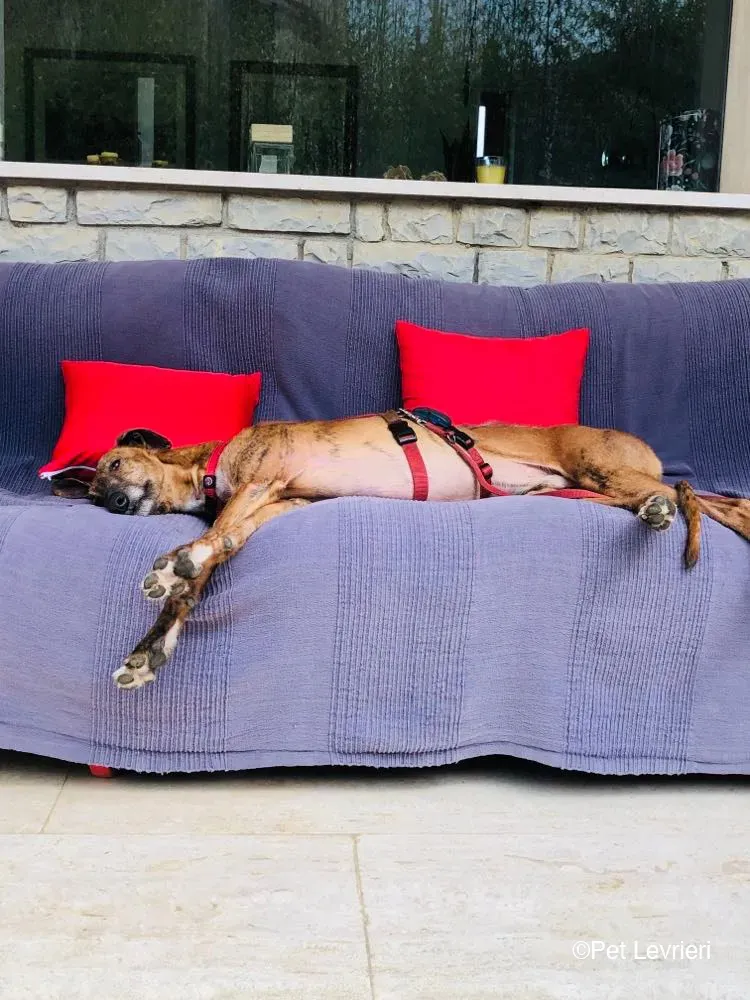 Ali Galgo ruvido tigratoto adozione levrieri foster cane fosterhome 8