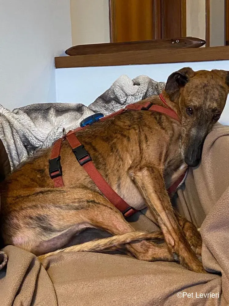 Ali Galgo ruvido tigratoto adozione levrieri foster cane fosterhome 9