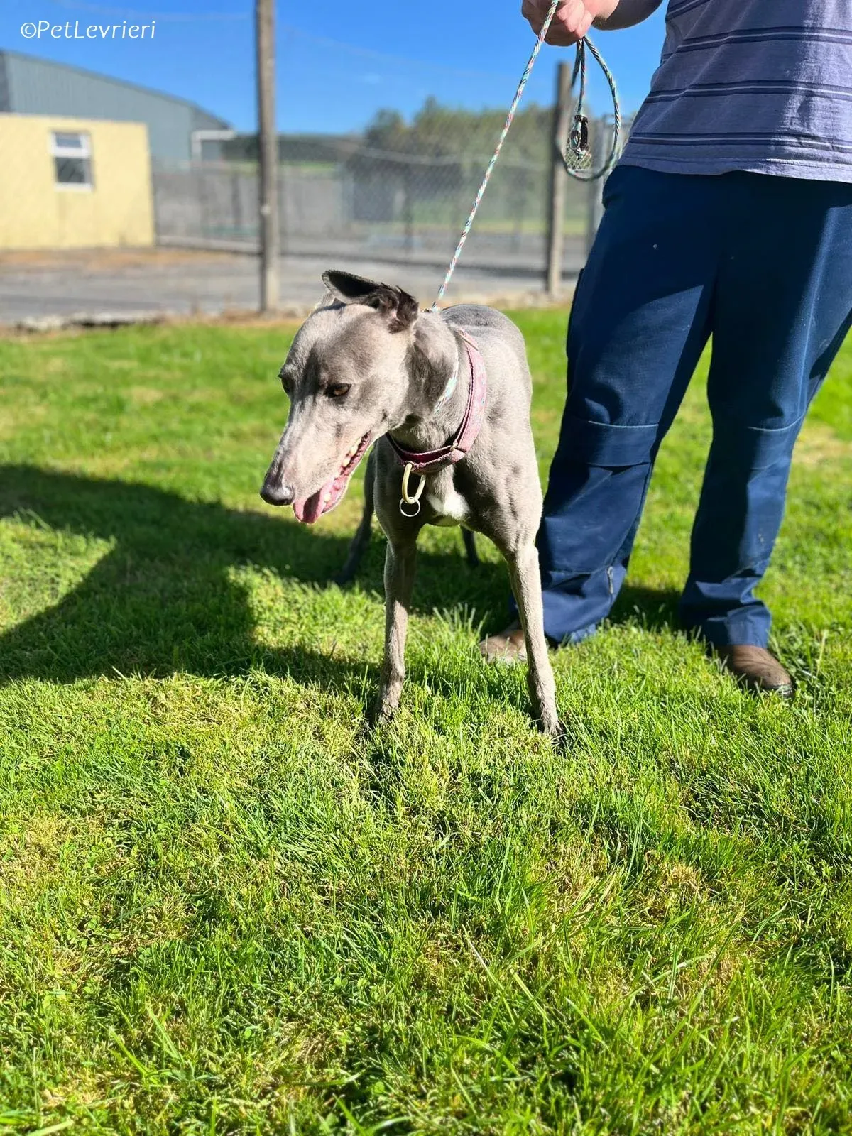 Alice adozione levrieri greyhound 10