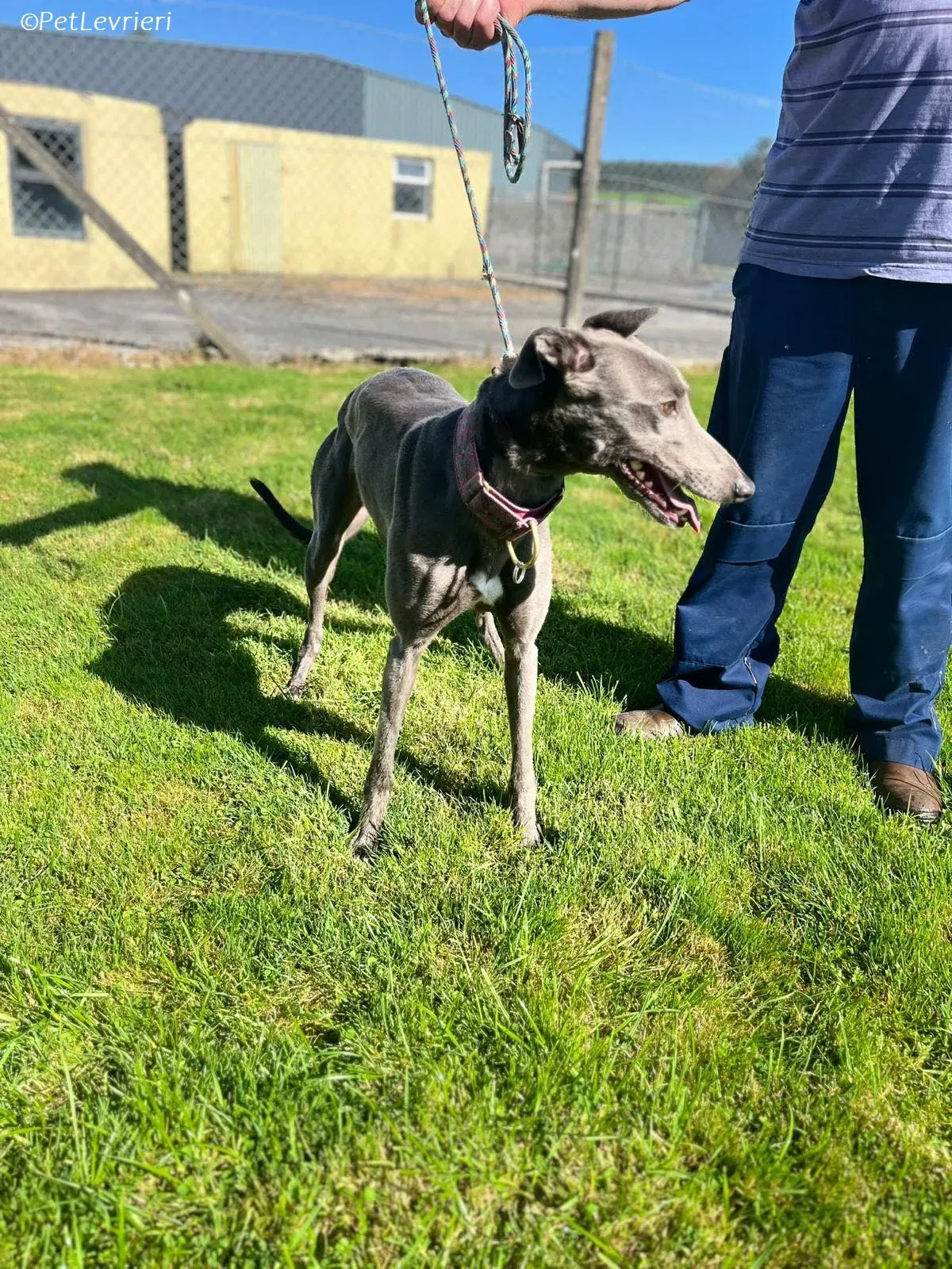 Alice adozione levrieri greyhound 11