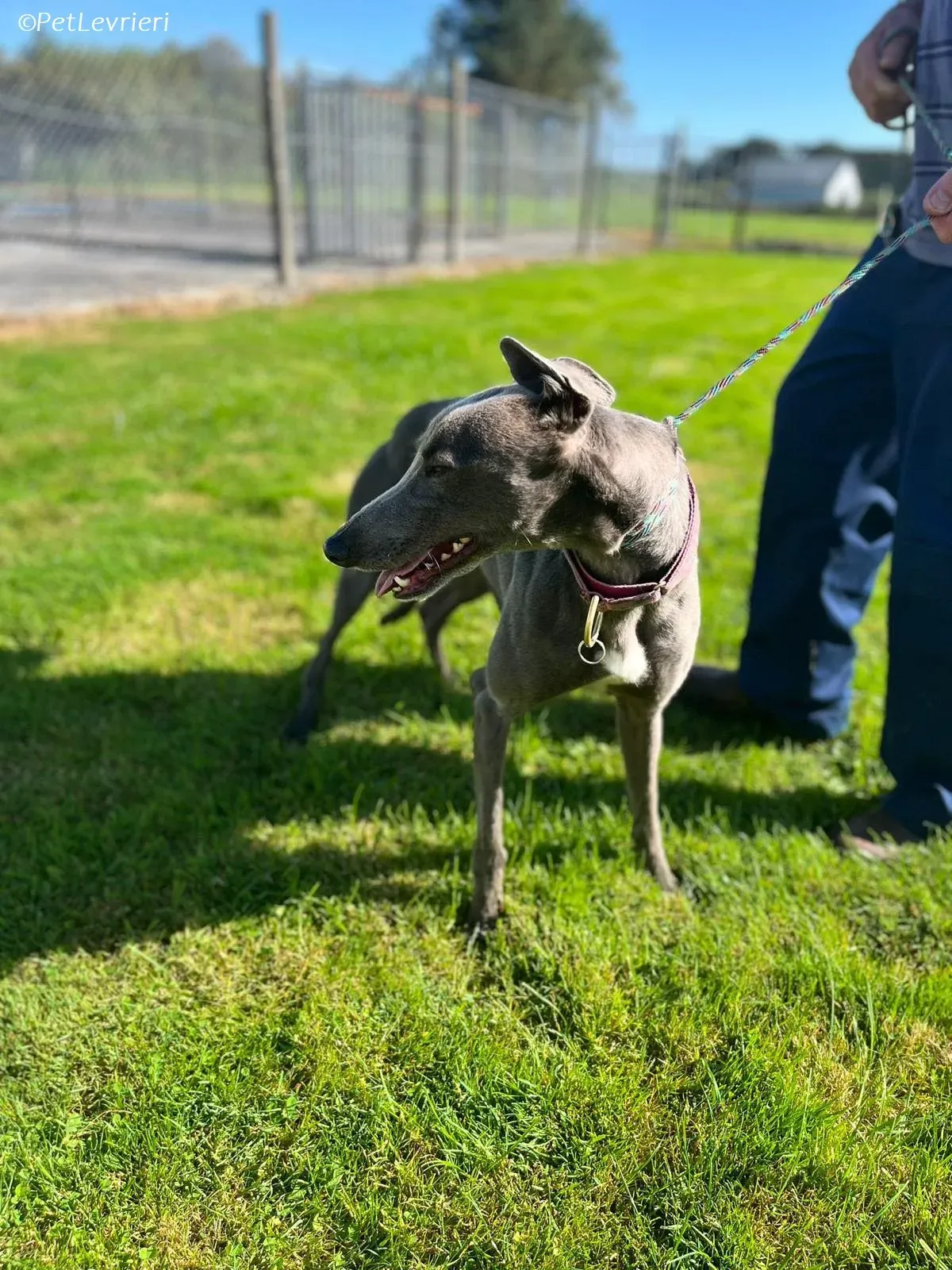 Alice adozione levrieri greyhound 12