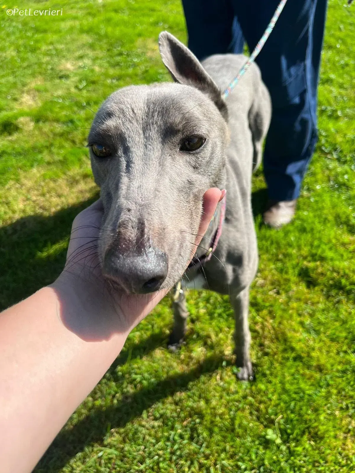 Alice adozione levrieri greyhound 13