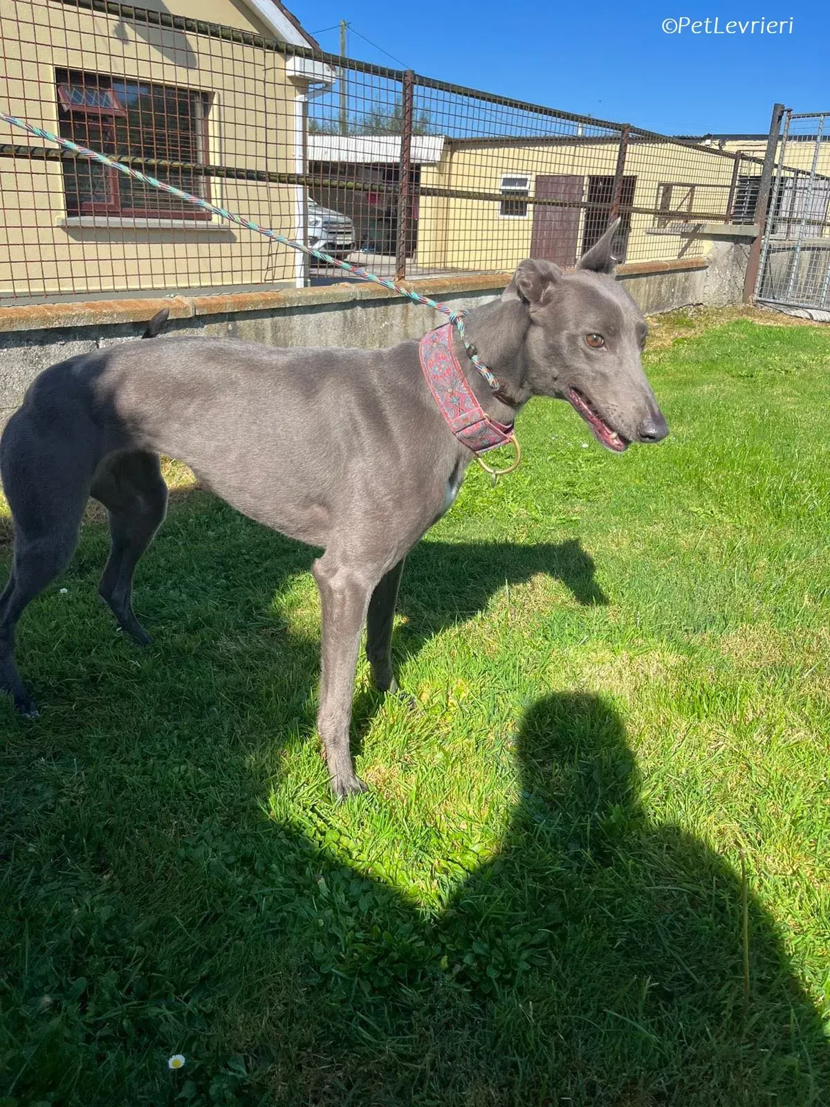 Alice adozione levrieri greyhound 3