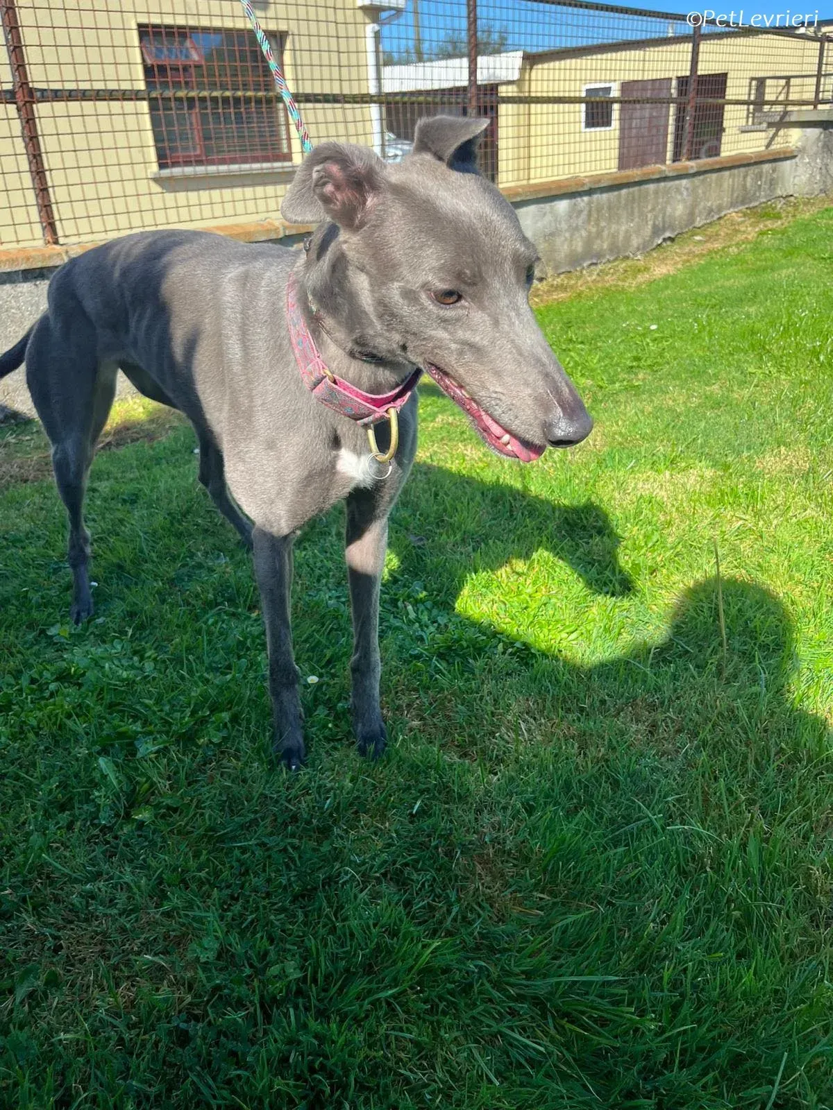 Alice adozione levrieri greyhound 4