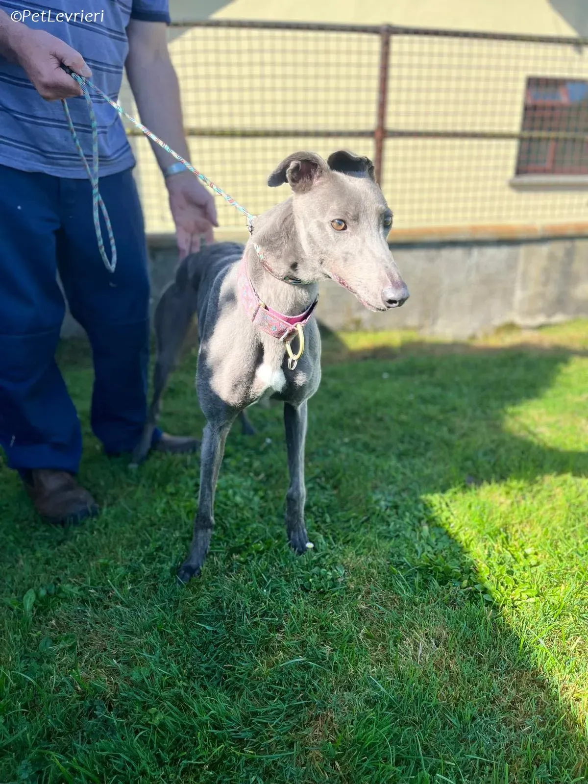 Alice adozione levrieri greyhound 5