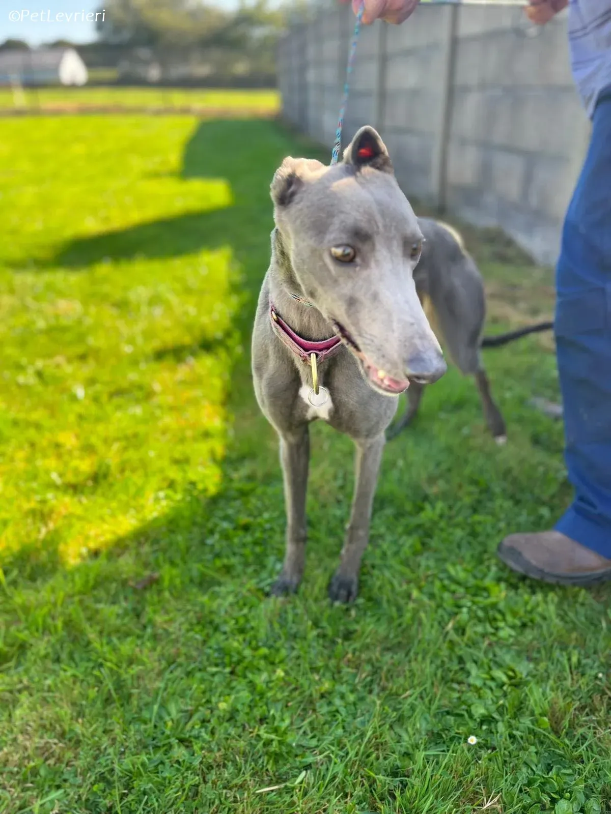 Alice adozione levrieri greyhound 6