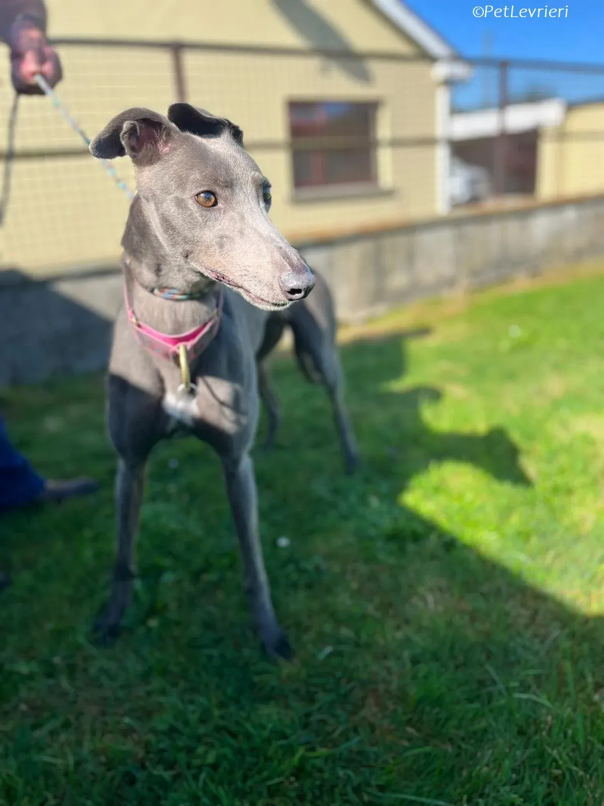 Alice adozione levrieri greyhound 7