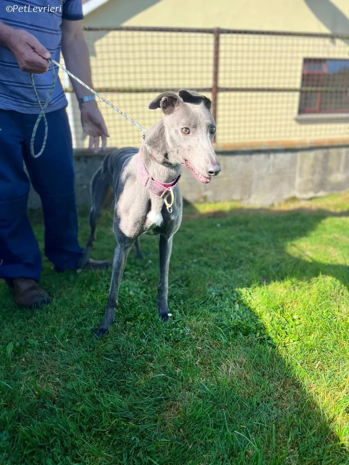 Alice adozione levrieri greyhound 8