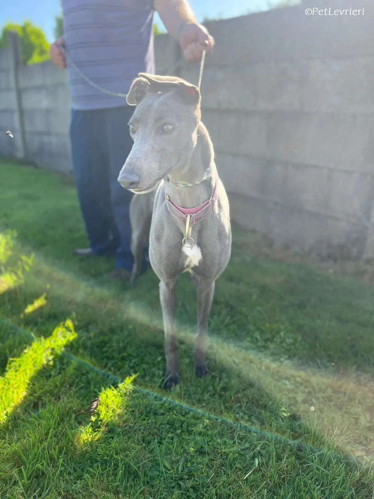 Alice adozione levrieri greyhound 9