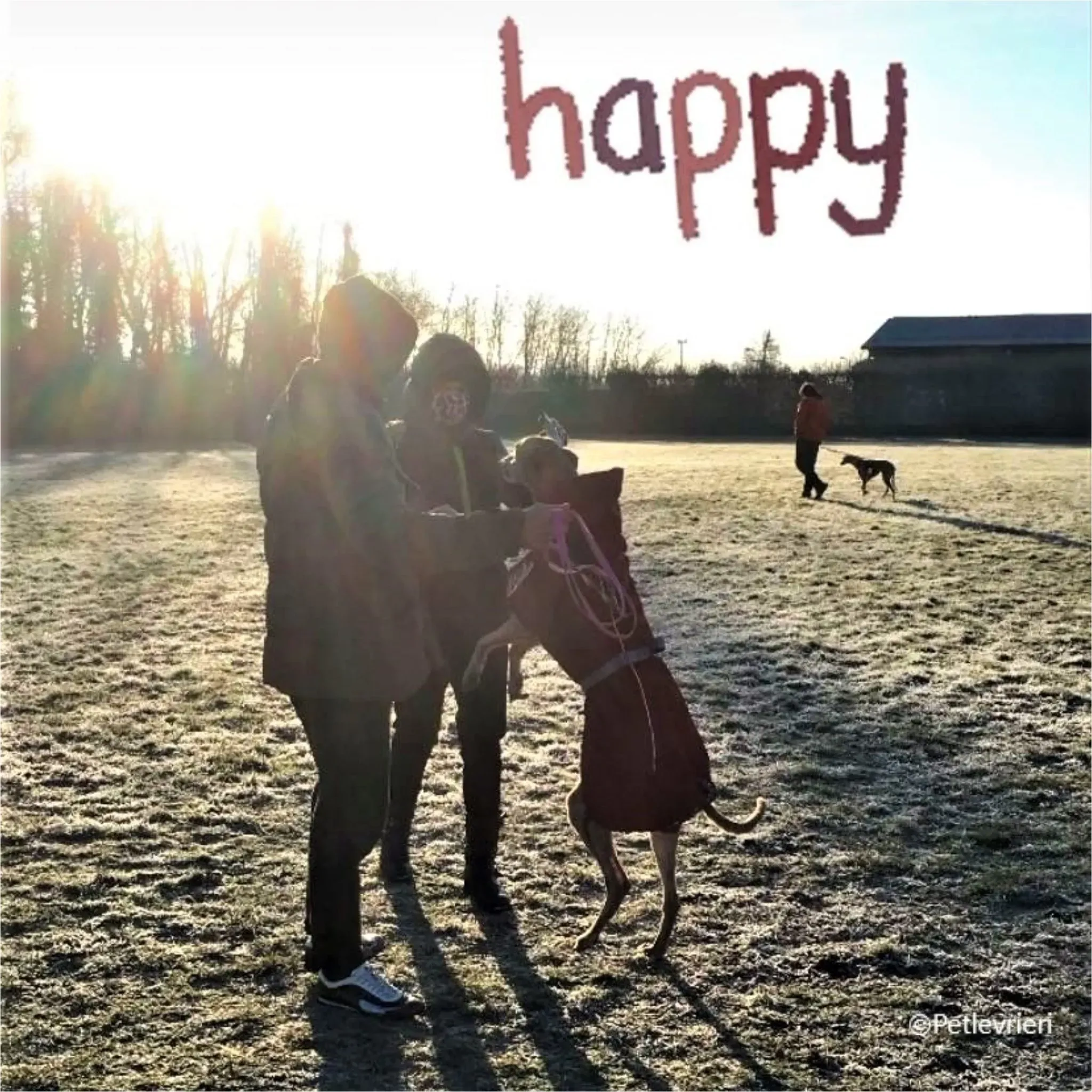 Alice greyhound pet levrieri felici casa