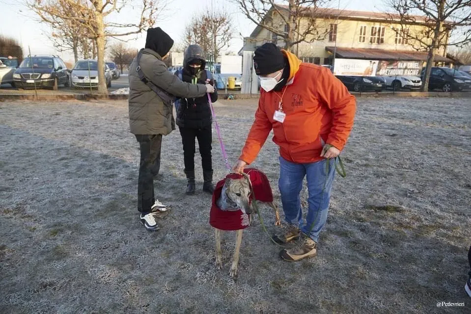Alice greyhound pet levrieri felici casa1