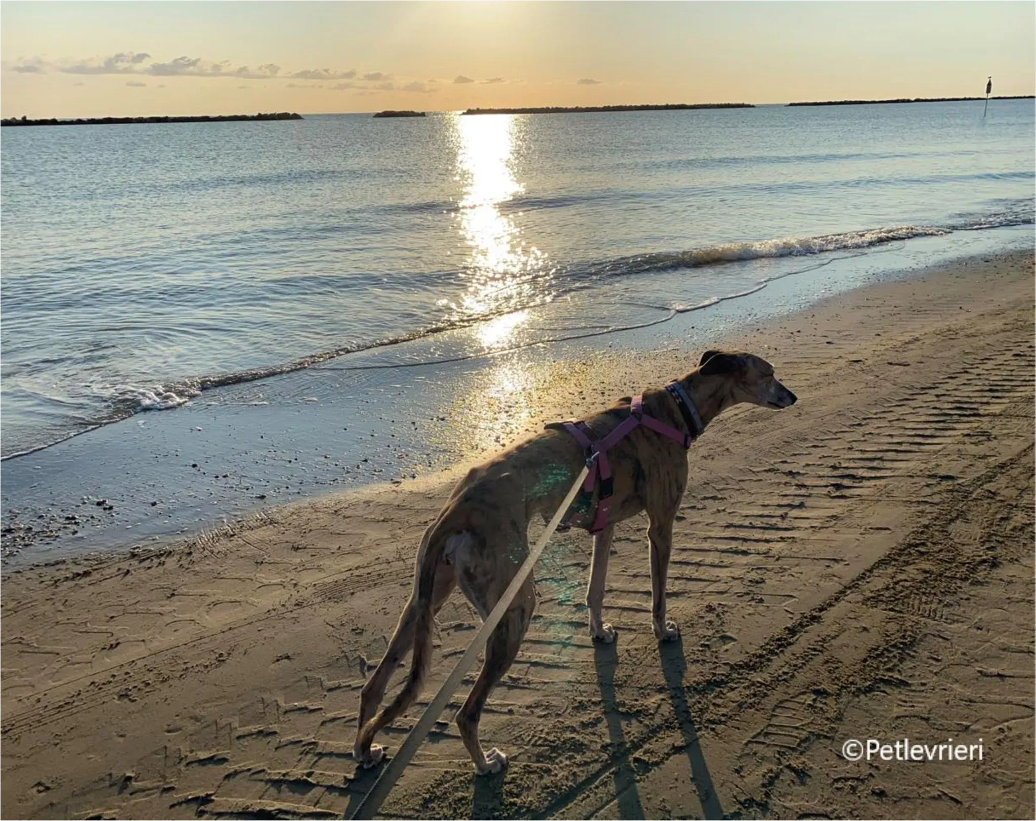 Alice greyhound pet levrieri felici casa10