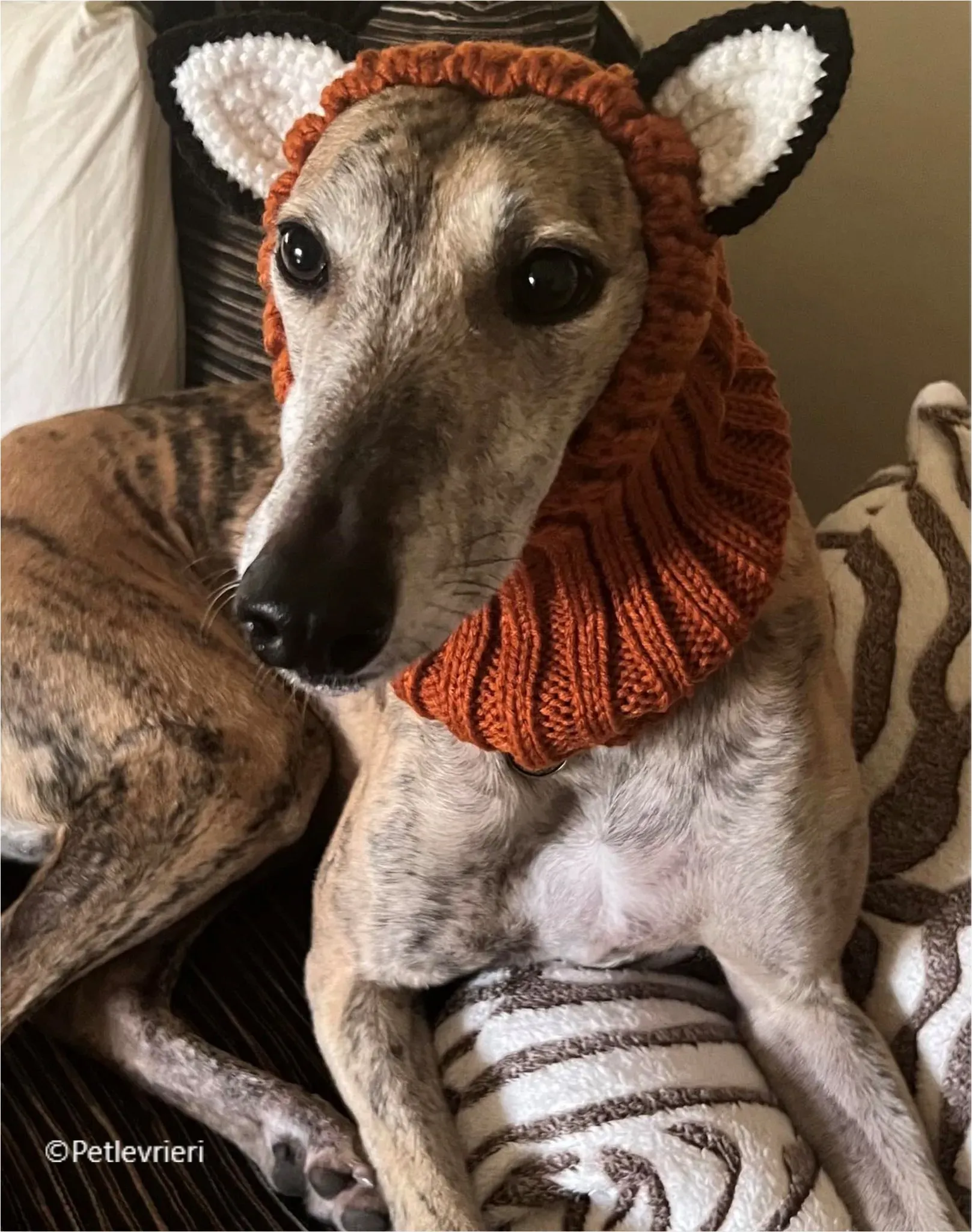 Alice greyhound pet levrieri felici casa11