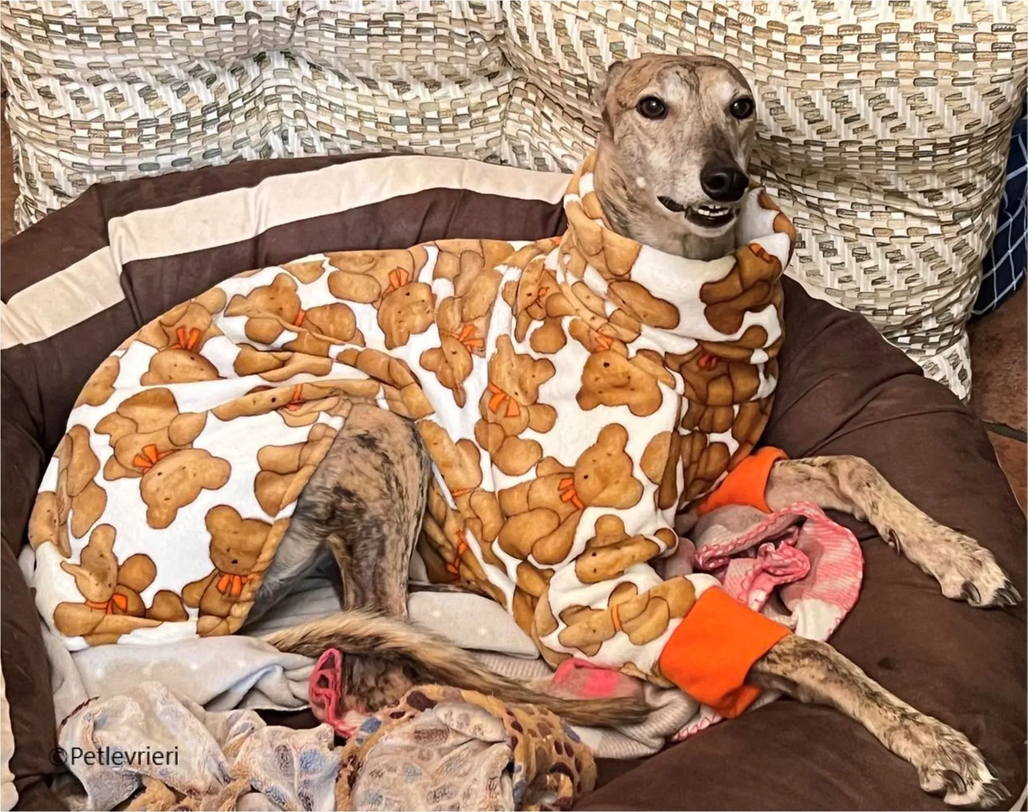 Alice greyhound pet levrieri felici casa12