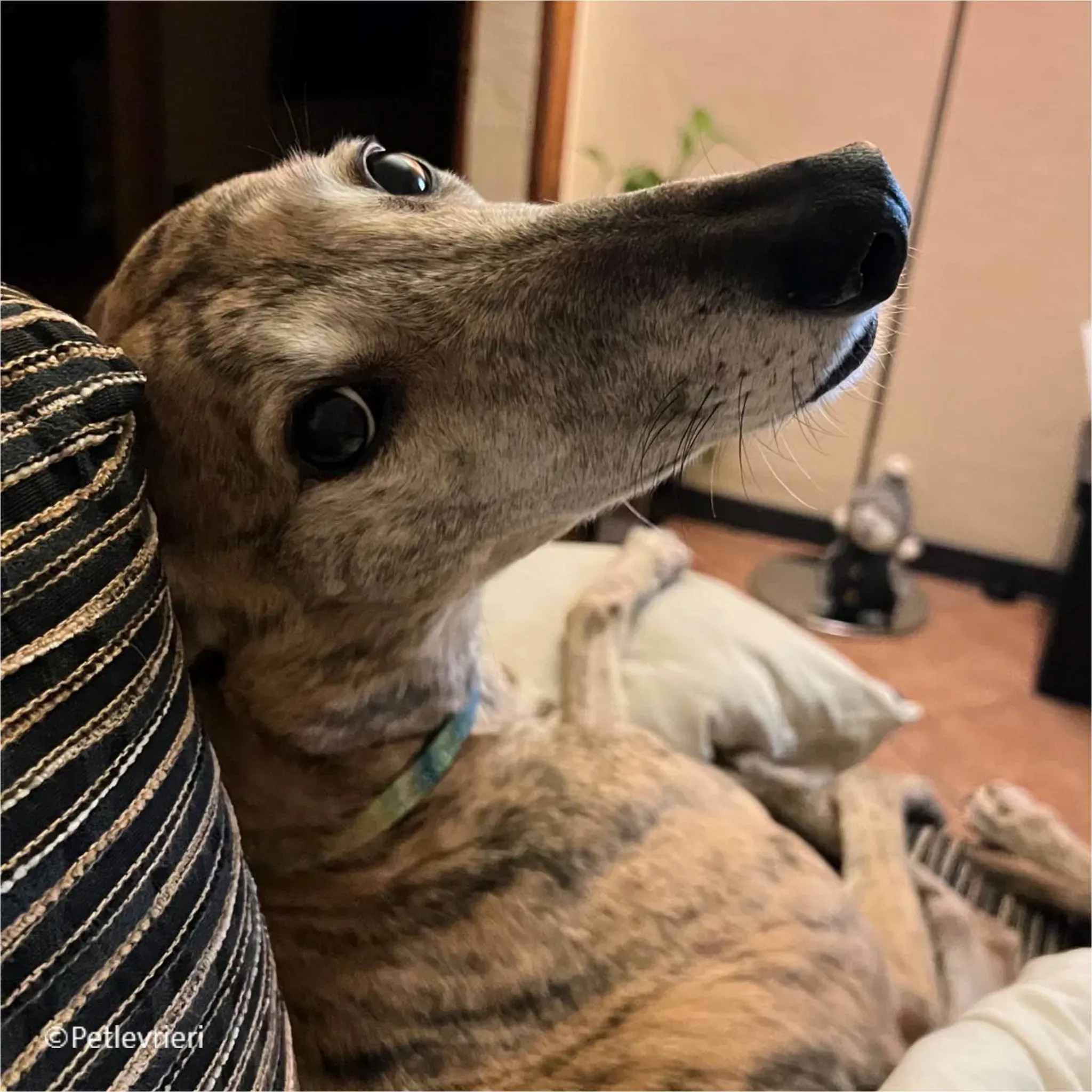 Alice greyhound pet levrieri felici casa13 2