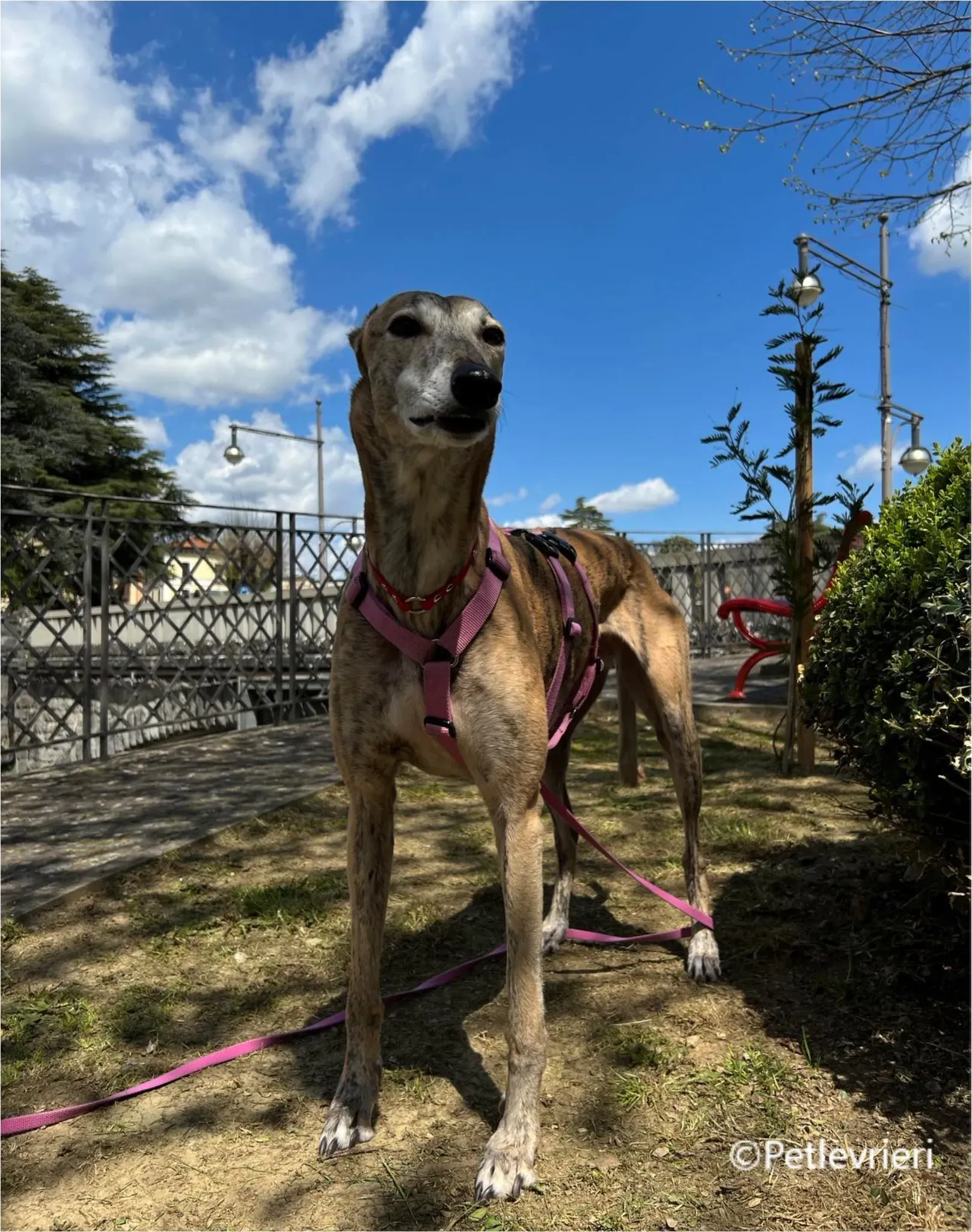 Alice greyhound pet levrieri felici casa14 1