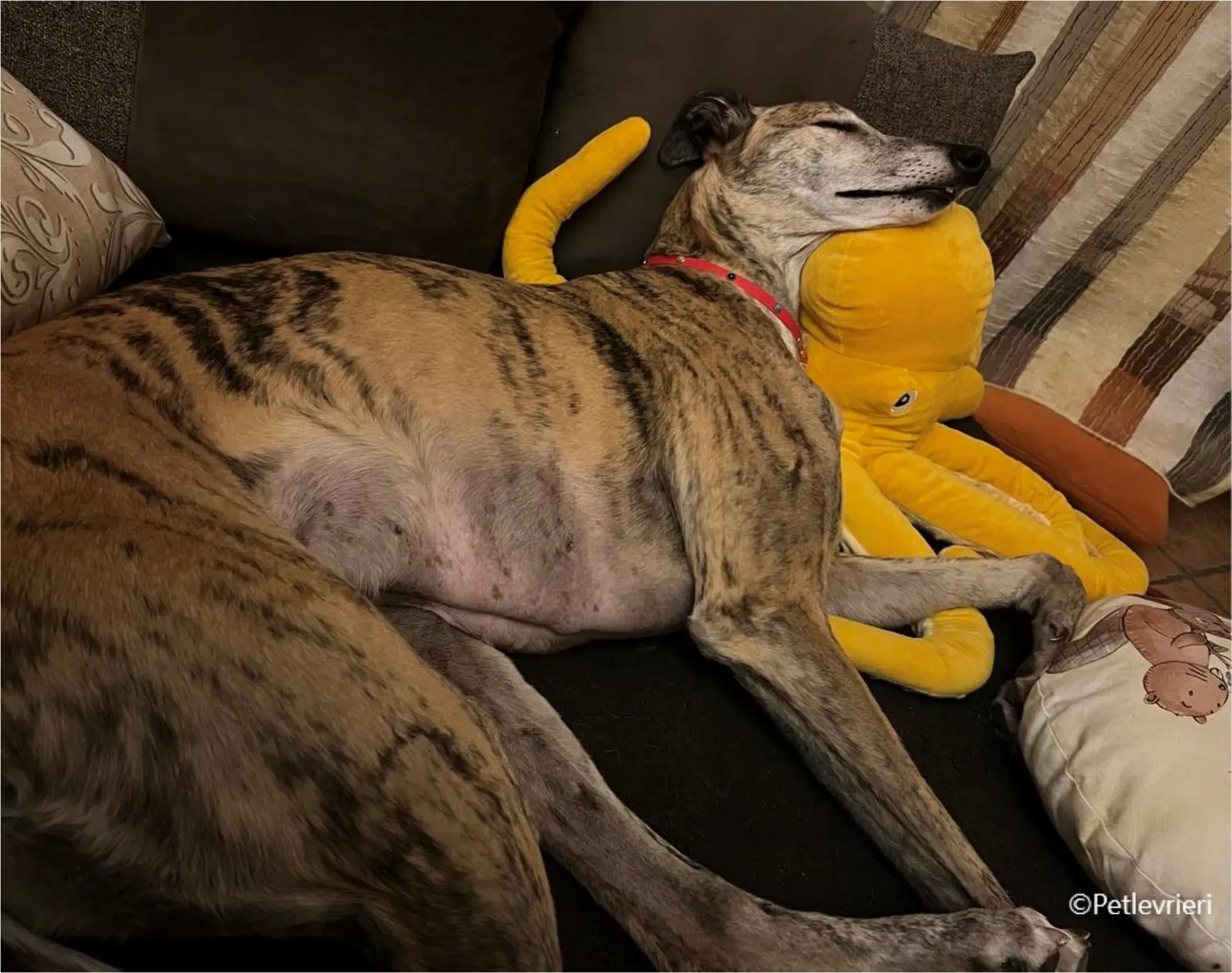 Alice greyhound pet levrieri felici casa15